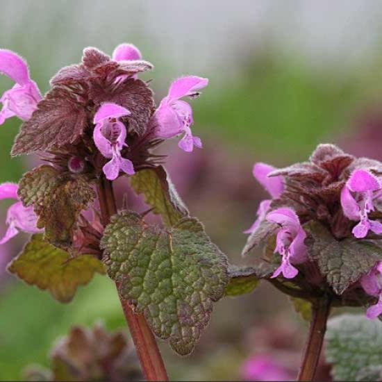 De Paarse dovenetel is vredig