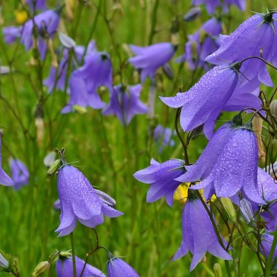 Het grasklokje roept op tot aanbidding