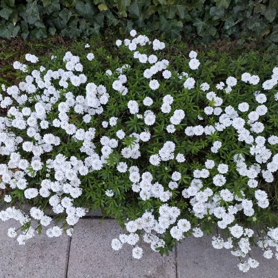 De scheefbloem groeit naar het licht