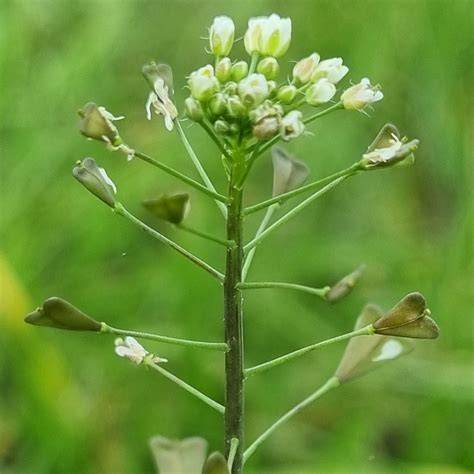 Het Herderstasje appelleert aan onze hartsgestelheid