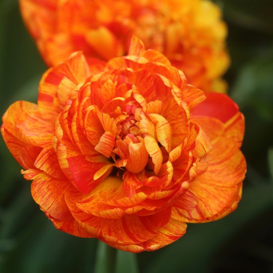 De Tulp moedigt aan tot gebed