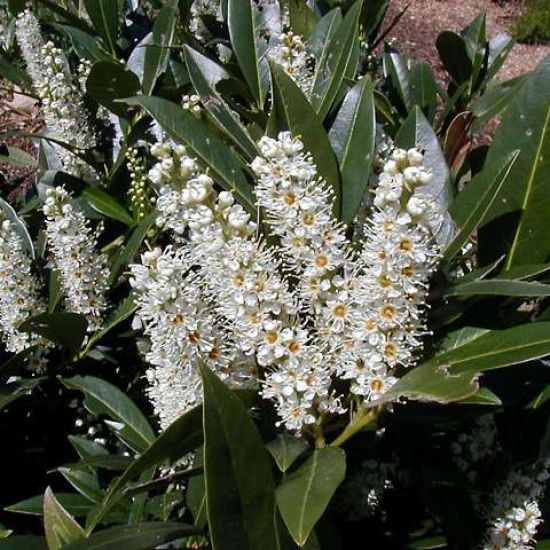 De Laurier roept om bezieling