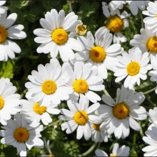 De margriet is een parel
