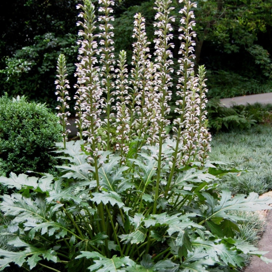 De Acanthus is onoverwinnelijk