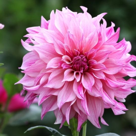 Dahlia of Delila