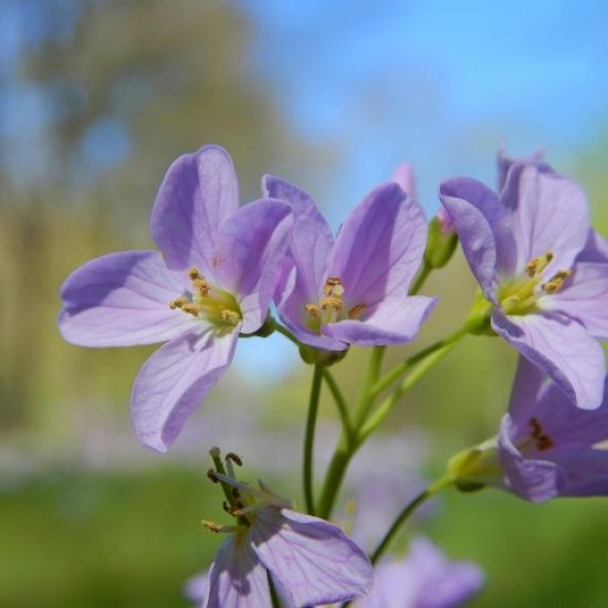 De Pinksterbloem heeft niets met Pinksteren