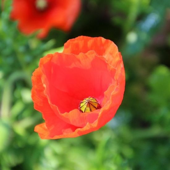 De klaproos bied troost met Pinksteren