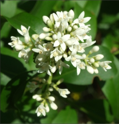 De Liguster bied bescherming