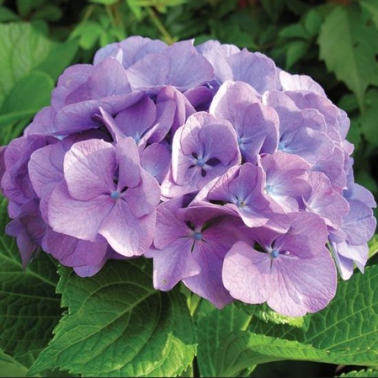 De Hortensia is overvloedig