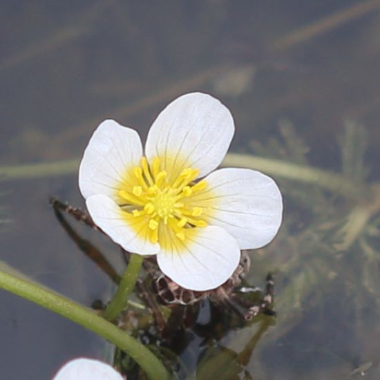 Waterranonkel leeft van het water
