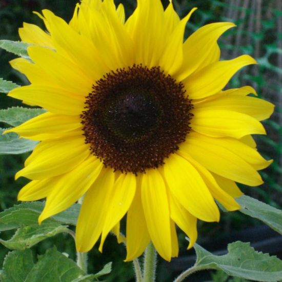 De Zonnebloem is verdienstelijk