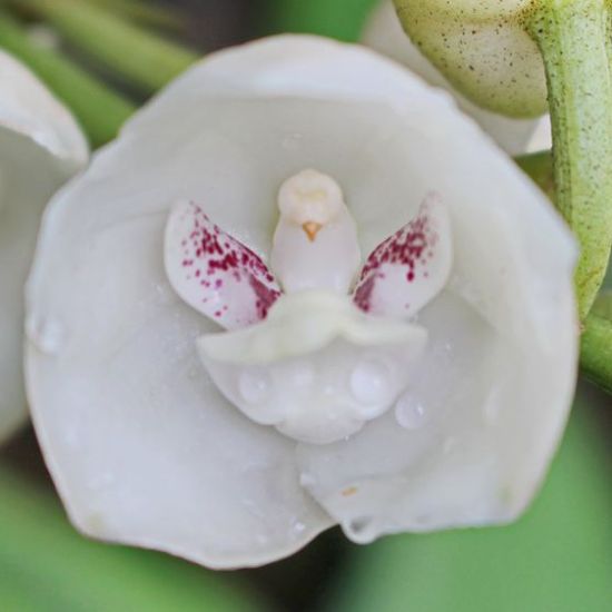 De Orchidee is perfect