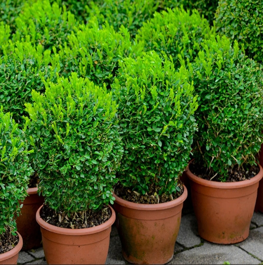 Buxus houd niet van honden