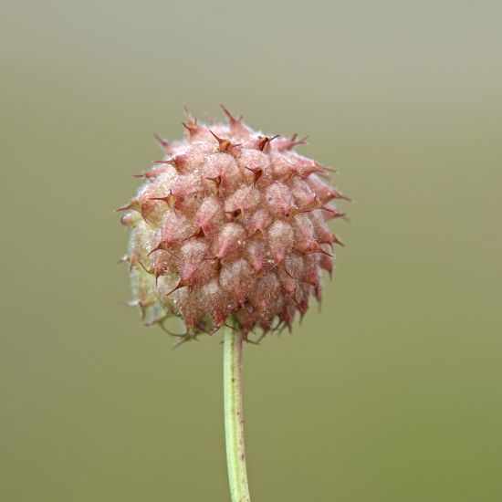 Aardbeiklaver is niet passief