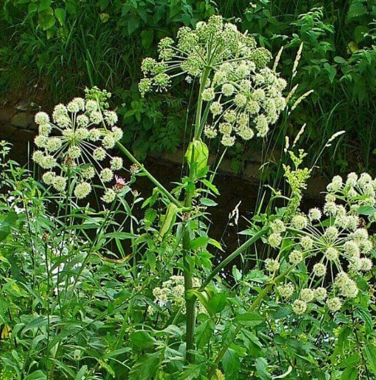 Engelwortel geneest niet