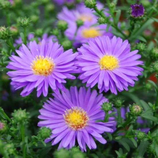De Aster ziet sterretjes