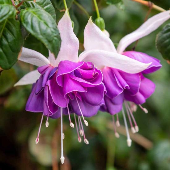 De Fuchsia  is geestig